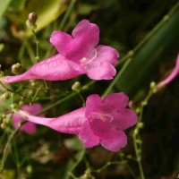 Strobilanthes hamiltoniana (Steud.) Bosser & Heine